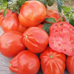 50 Graines de Tomate Red Pear - légume ancien jardin potager - semences paysannes reproductibles - S