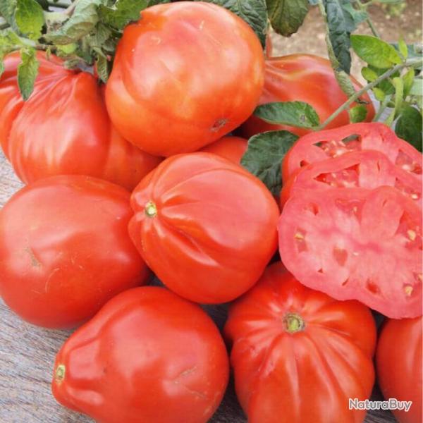 50 Graines de Tomate Red Pear - lgume ancien jardin potager - semences paysannes reproductibles - S