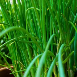 500 Graines de Ciboulette - plante aromatique jardin potager - semences paysannes reproductibles - S