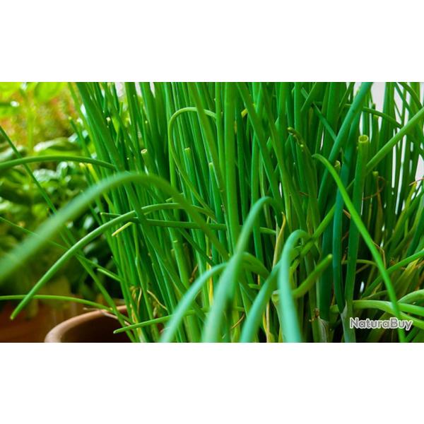 500 Graines de Ciboulette - plante aromatique jardin potager - semences paysannes reproductibles - S