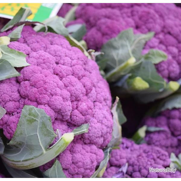 100 Graines de Chou-Fleur Violet - jardins potager lgumes rare- semences paysannes reproductibles -