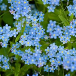 500 Graines de Myosotis Royal Bleu - plantes fleurs- semences paysannes reproductibles - SemiSauvage