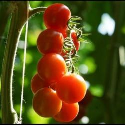25 Graines de Tomate Cerise Rouge - légume jardin potager - semences paysannes reproductibles - Semi