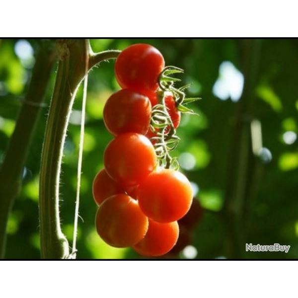 25 Graines de Tomate Cerise Rouge - lgume jardin potager - semences paysannes reproductibles - Semi