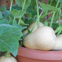 15 Graines de Butternut - légumes courges jardin potager - semences paysannes reproductibles - SemiS
