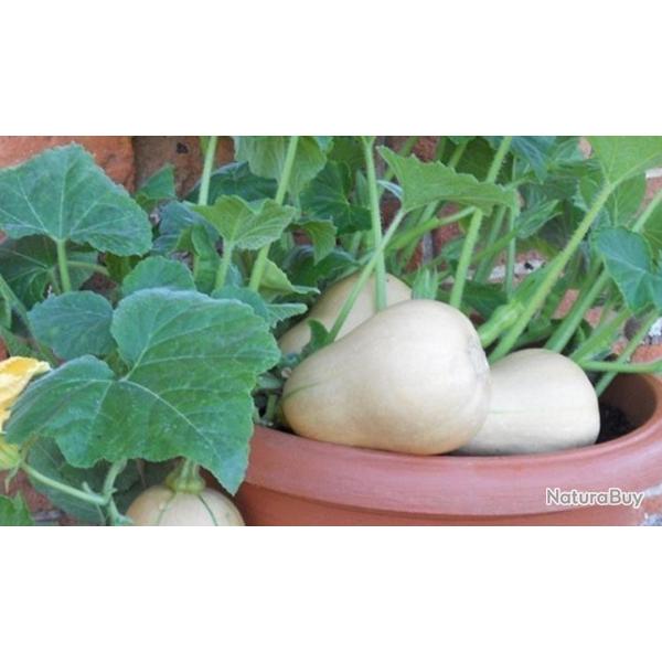 15 Graines de Butternut - lgumes courges jardin potager - semences paysannes reproductibles - SemiS