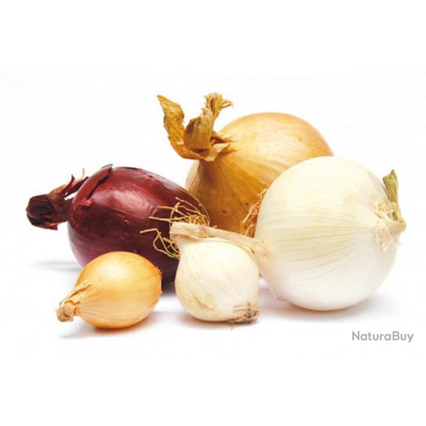 200 Graines d'Oignons Mlange color - lgumes potager aromatique - semences paysannes reproductible