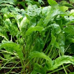 200 Graines d'Oseille - légume plante aromatique - jardin potager - semences paysannes reproductible