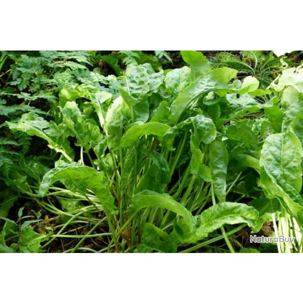 200 Graines d'Oseille - lgume plante aromatique - jardin potager - semences paysannes reproductible