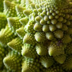 100 Graines de Chou Romanesco Natalino - légume ancien potager - semences paysannes reproductibles -