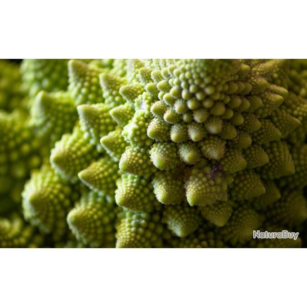 100 Graines de Chou Romanesco Natalino - lgume ancien potager - semences paysannes reproductibles -