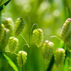 100 Graines de Grande Brize - herbe graminée plante jardin ancien- semences paysannes reproductibles