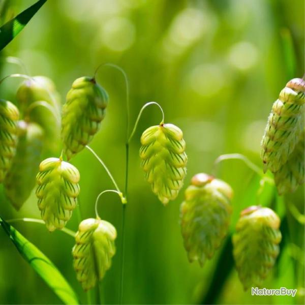 100 Graines de Grande Brize - herbe gramine plante jardin ancien- semences paysannes reproductibles