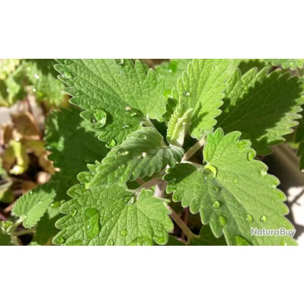 200 Graines d'Herbe  Chat Cataire - Nepeta Cataria - semences paysannes reproductibles - SemiSauvag