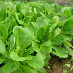 500 Graines de Mâche Verte de Cambrai - jardin potager légumes - semences paysannes reproductibles -