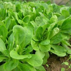 500 Graines de Mâche Verte de Cambrai - jardin potager légumes - semences paysannes reproductibles -
