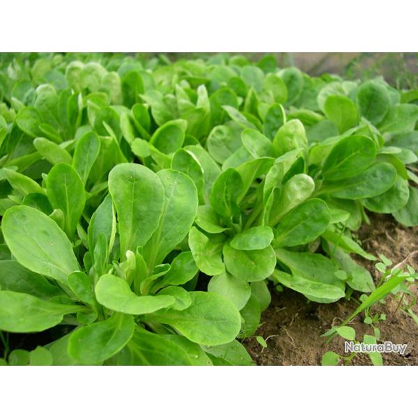 500 Graines de Mche Verte de Cambrai - jardin potager lgumes - semences paysannes reproductibles -