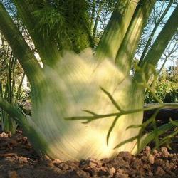 300 Graines de Fenouil - plantes jardins légumes fleurs aromatique - semences paysannes reproductibl