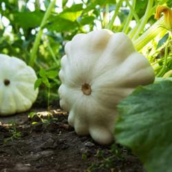 15 Graines de Pâtisson Blanc - légumes courges jardin potager - semences paysannes reproductibles - 