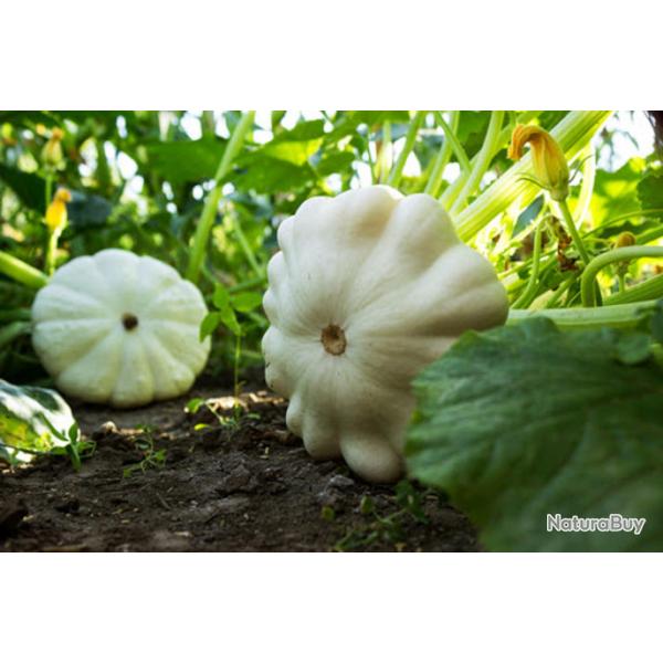 15 Graines de Ptisson Blanc - lgumes courges jardin potager - semences paysannes reproductibles - 