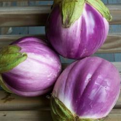 60 Graines d'Aubergine Rontonda di Bianca - légumes semis potager - semences paysannes reproductible