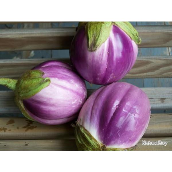 60 Graines d'Aubergine Rontonda di Bianca - lgumes semis potager - semences paysannes reproductible