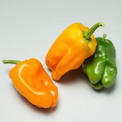 25 Graines de Poivrons Petit Marseillais - légume jardin potager - semences paysannes reproductibles