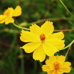 100 Graines de Cosmos - fleurs mélange jaune et orange - semences paysannes reproductibles - SemiSau