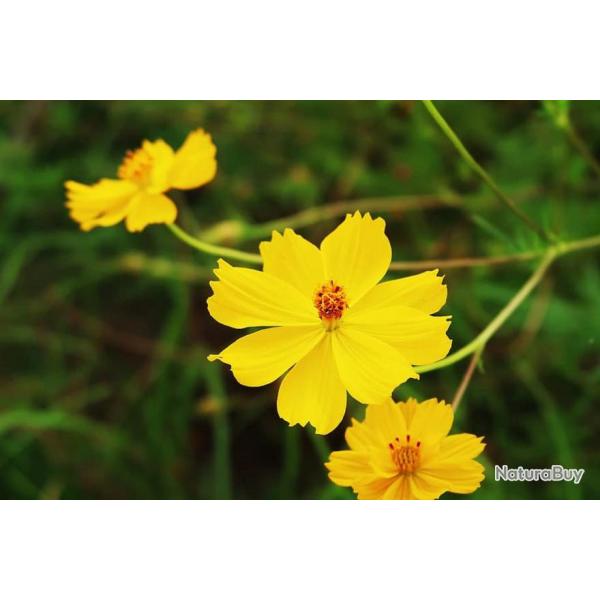 100 Graines de Cosmos - fleurs mlange jaune et orange - semences paysannes reproductibles - SemiSau