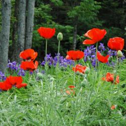1000 Graines de Pavot d'Orient - fleurs jardins plantes - semences paysannes reproductibles - SemiSa