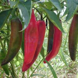 25 Graines de Piments Anaheim Chili - légumes jardins potager - semences paysannes reproductibles - 
