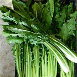 250 Graines de Chicorée Sauvage - légumes ancien salade- semences paysannes reproductibles - SemiSau