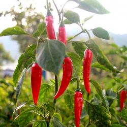 25 Graines de Piments de Cayenne - légumes jardins potager- semences paysannes reproductibles - Semi