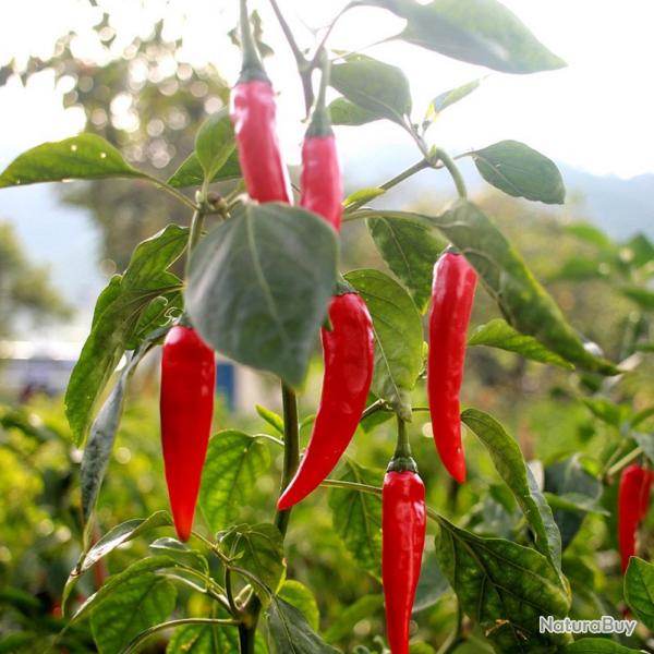 25 Graines de Piments de Cayenne - lgumes jardins potager- semences paysannes reproductibles - Semi