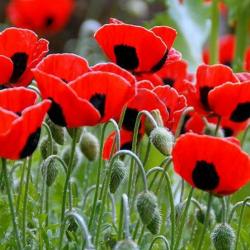 200 Graines de Pavot Ladybird - fleurs jardins plantes - semences paysannes reproductibles - SemiSau