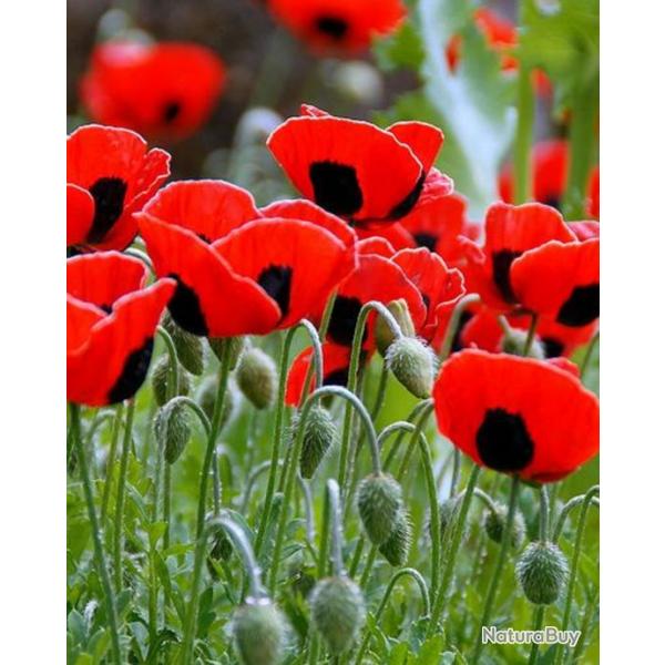 200 Graines de Pavot Ladybird - fleurs jardins plantes - semences paysannes reproductibles - SemiSau