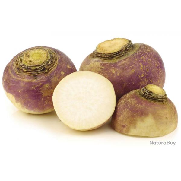 50 Graines de Rutabaga - culture jardin lgumes ancien - semences paysannes reproductibles - SemiSau