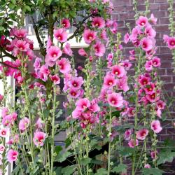 35 Graines de Rose Trémière - fleurs jardins ornement- semences paysannes reproductibles - SemiSauva