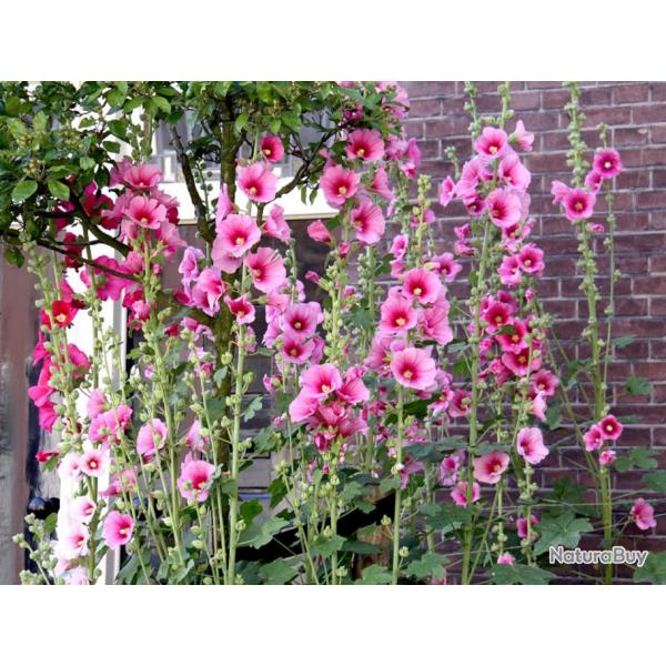 35 Graines de Rose Trmire - fleurs jardins ornement- semences paysannes reproductibles - SemiSauva