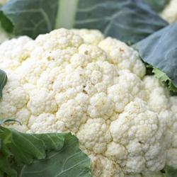 150 Graines de Chou-Fleur - jardins potager légumes - semences paysannes reproductibles - SemiSauvag