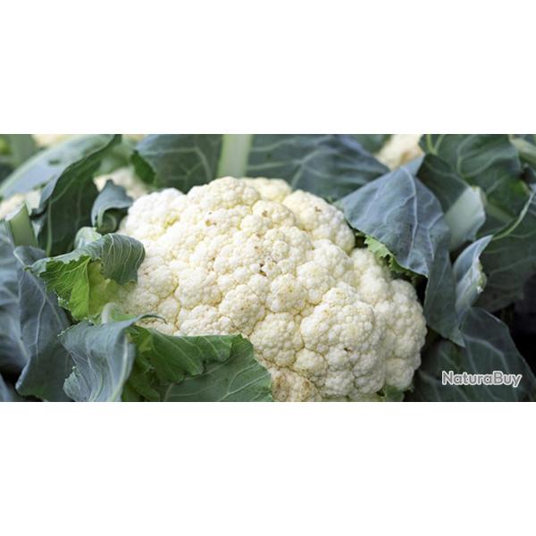 150 Graines de Chou-Fleur - jardins potager lgumes - semences paysannes reproductibles - SemiSauvag