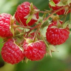 50 Graines de Framboise Sauvage - fruit rouge jardin - semences paysannes reproductibles - SemiSauva