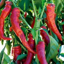 25 Graines de Poivron Doux Très Long des Landes - légumes potager- semences paysannes reproductibles