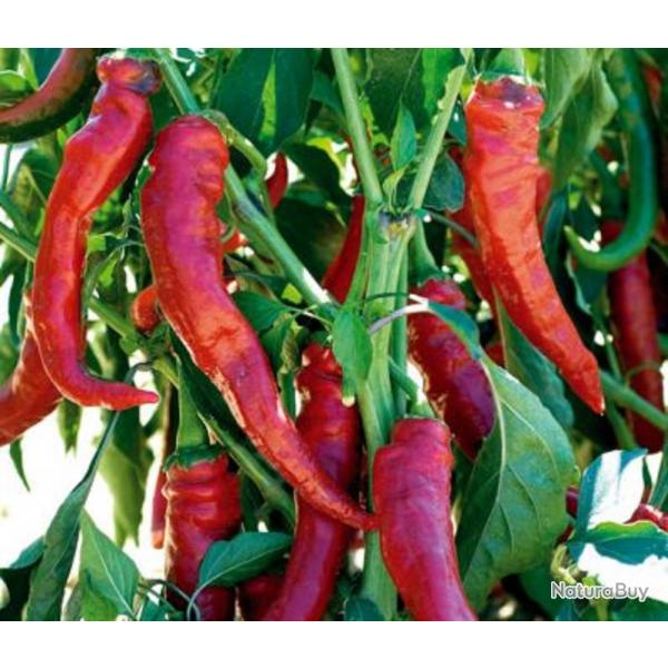 25 Graines de Poivron Doux Trs Long des Landes - lgumes potager- semences paysannes reproductibles