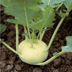 300 Graines de Chou Rave Blanc - légume ancien potager - semences paysannes reproductibles - SemiSau