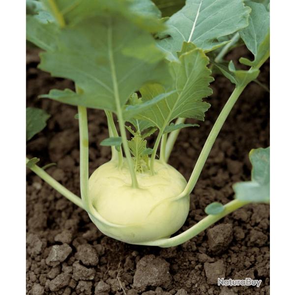 300 Graines de Chou Rave Blanc - lgume ancien potager - semences paysannes reproductibles - SemiSau