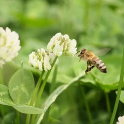 1000 Graines de Trèfle Blanc - plante très mellifère - jardin potager- semences paysannes reproducti