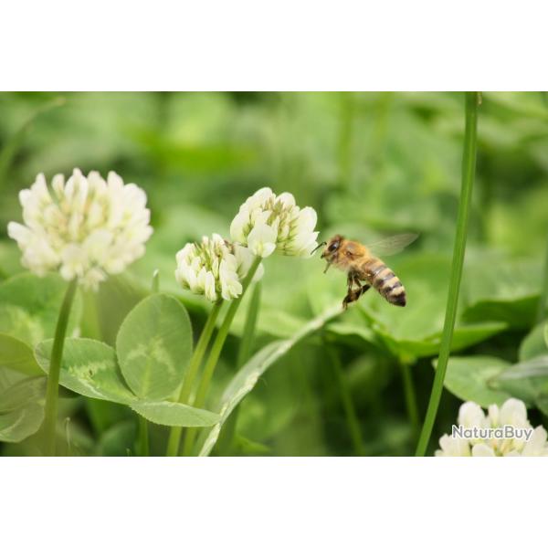 1000 Graines de Trfle Blanc - plante trs mellifre - jardin potager- semences paysannes reproducti