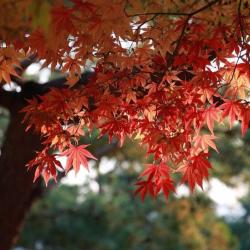 10 Graines d'érable du Japon - jardin arbre bonsaï japonais - semences paysannes reproductibles - Se