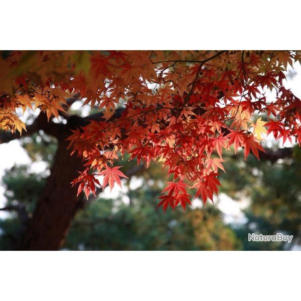 10 Graines d'rable du Japon - jardin arbre bonsa japonais - semences paysannes reproductibles - Se